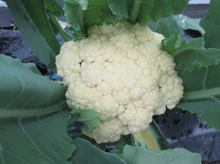 カリフローレ