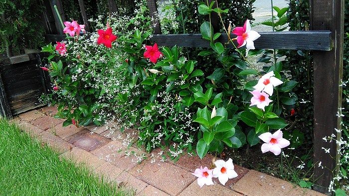 1輪で紅白のサンパラソル Miraiの庭 つれづれに 楽天ブログ 1輪で紅白のサンパラソル Miraiの庭 つれづれに 楽天ブログ