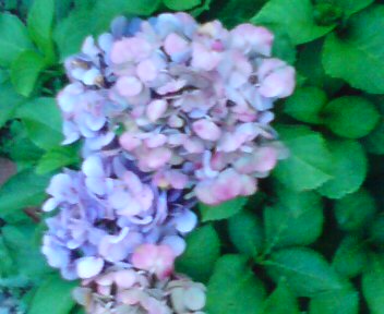 20120705191131.jpgアジサイ.jpg
