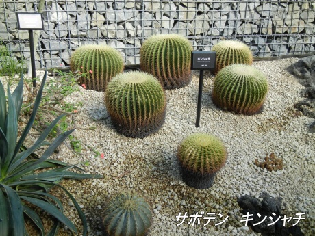 新宿御苑 大温室内の植物