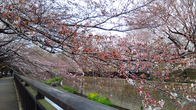 祖師谷公園桜.jpg