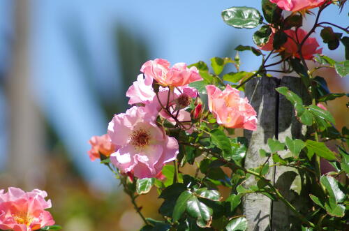 谷津バラ園のバラの花