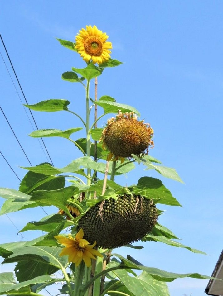 庭のひまわり ツバメの子育て 誕生９日目 釣り パリ祭 大分金太郎の花鳥蝶月 楽天ブログ