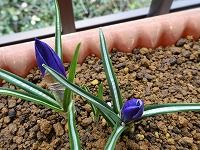 １月４日の誕生花 クロッカス 紫 の花言葉 愛をもう一度 訪れる春に 愛したことを後悔する 紫色の花 弥生おばさんのガーデニングノート 花と緑の365日 楽天ブログ