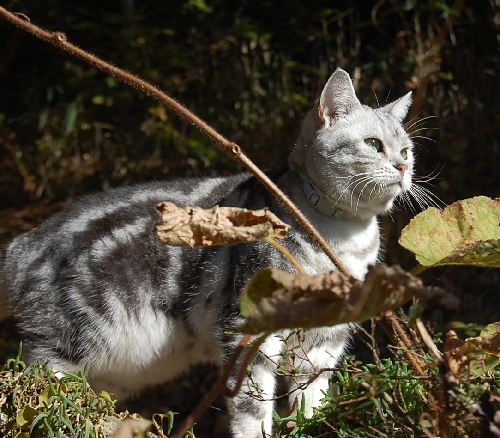 DSC_0384.JPG