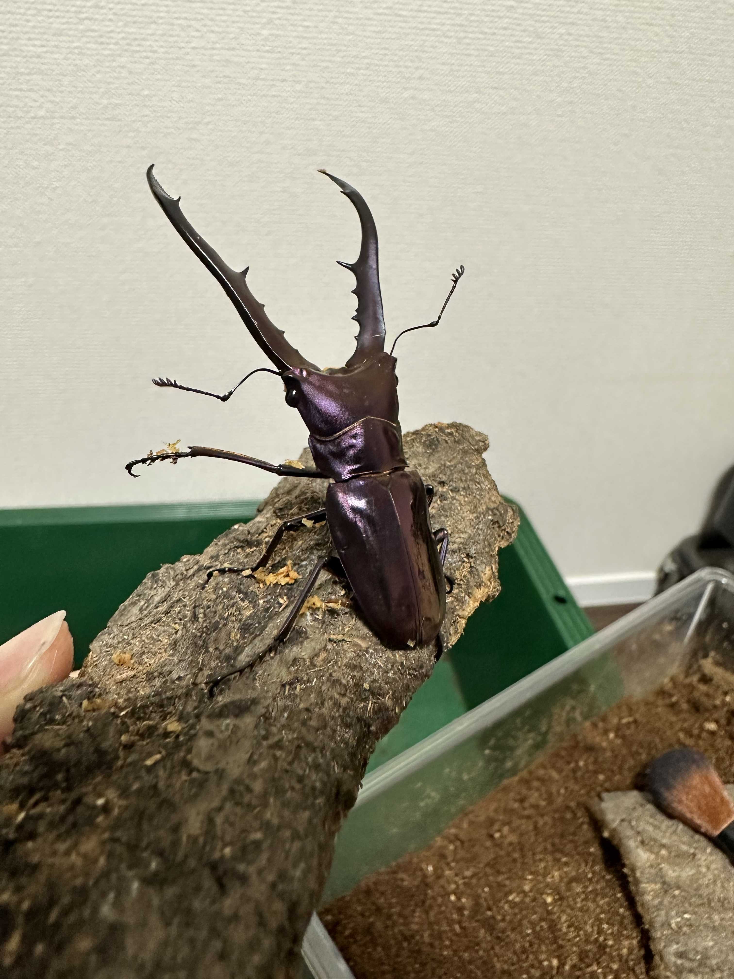 メタリフェルホソアカクワガタ 産卵セット! まっさんカブクワ備忘録 楽天ブログ