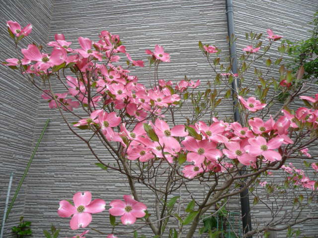 364 花水木、赤