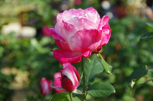 生田緑地ばら苑の秋薔薇