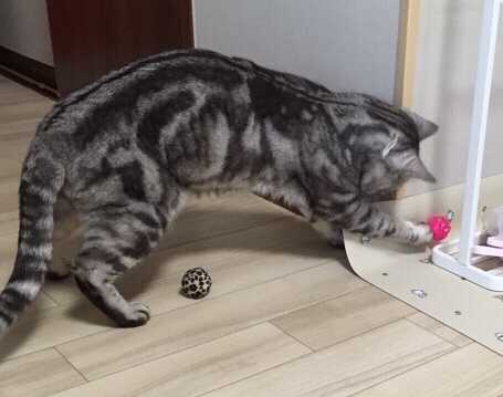 ダイソー ねこのボール 猫と暮らす素人鉄道模型の日記 楽天ブログ