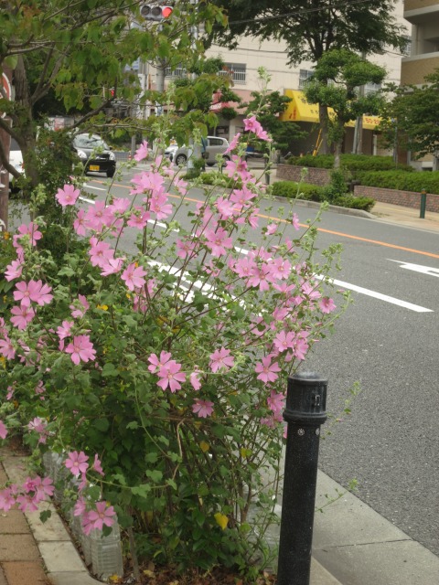ラバテラ