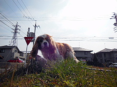 conv0514.JPG