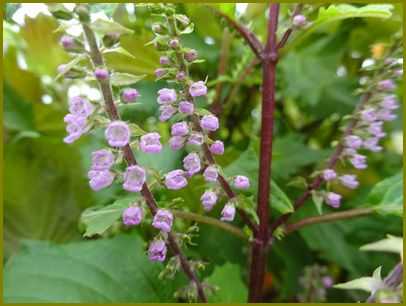 令和３年10月28日 紫蘇の花彩り仄か和の味覚 花の歳時記 天南星の魅力 山野草 楽天ブログ