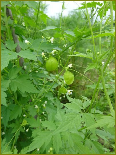 令和元年８月３日 風船葛弾ける前の羽音かな 花の歳時記 天南星の魅力 山野草 楽天ブログ