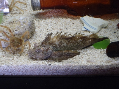 串本磯採集2012年8月上旬56　すさみ海立エビとカニの水族館