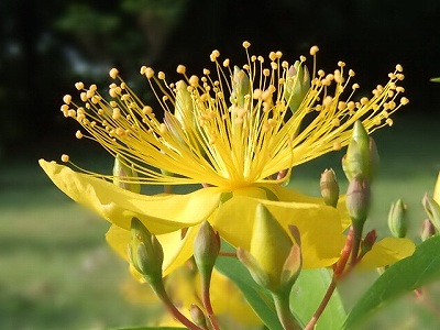 DSCF0906.jpg