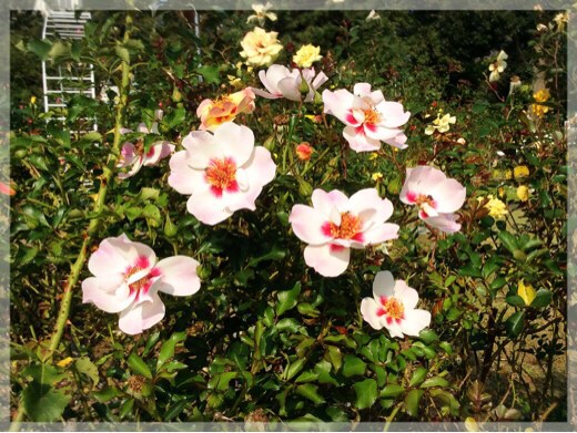 秋バラ・フラワーセンター大船植物園