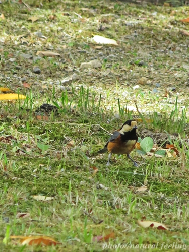 冬鳥じゃないヤマガラ6.JPG