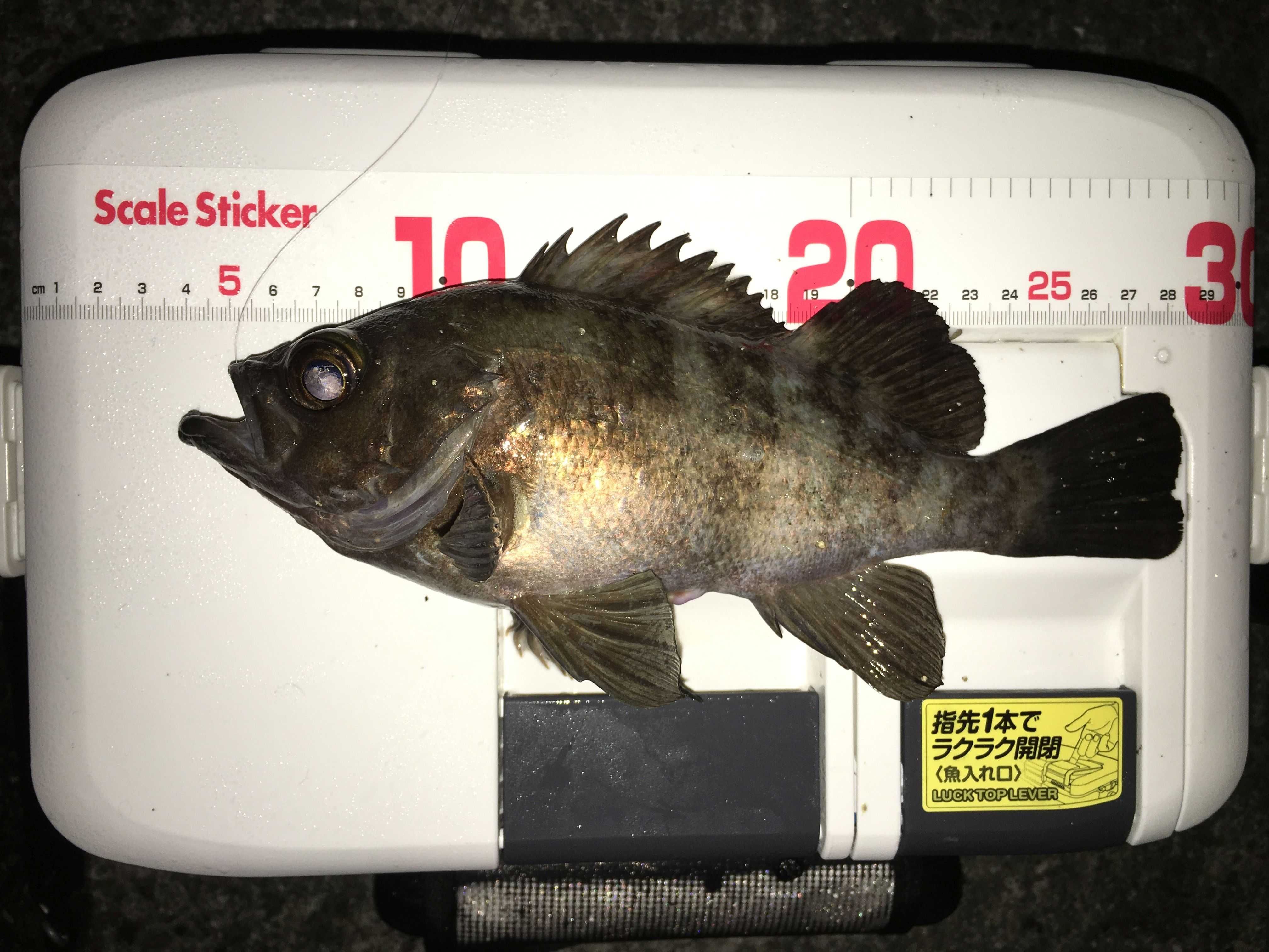 記事一覧 地を這う虫 楽天ブログ