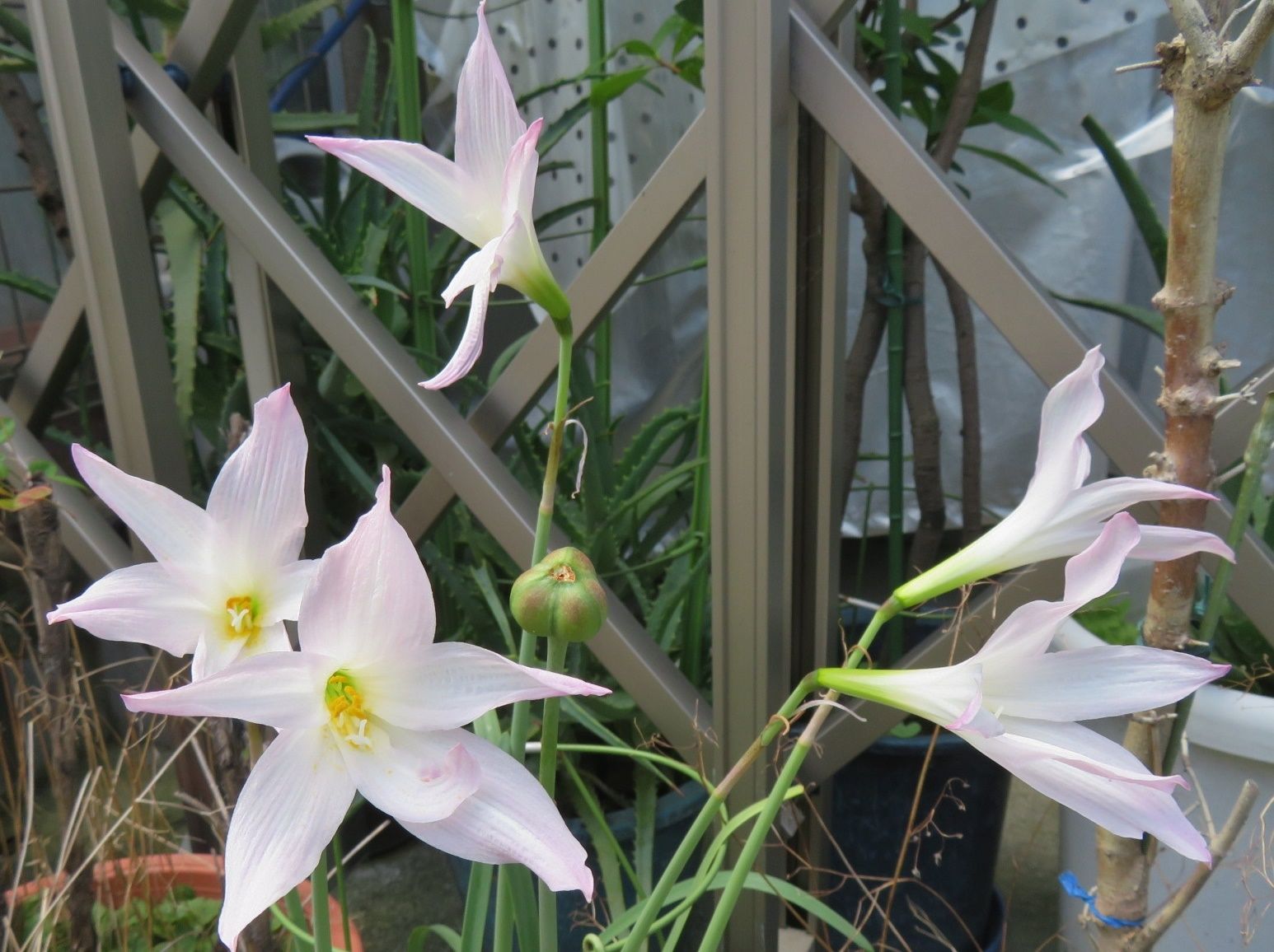 ５か月ぶりのデイへ 花はハブランサス だい のひとりごと 楽天ブログ