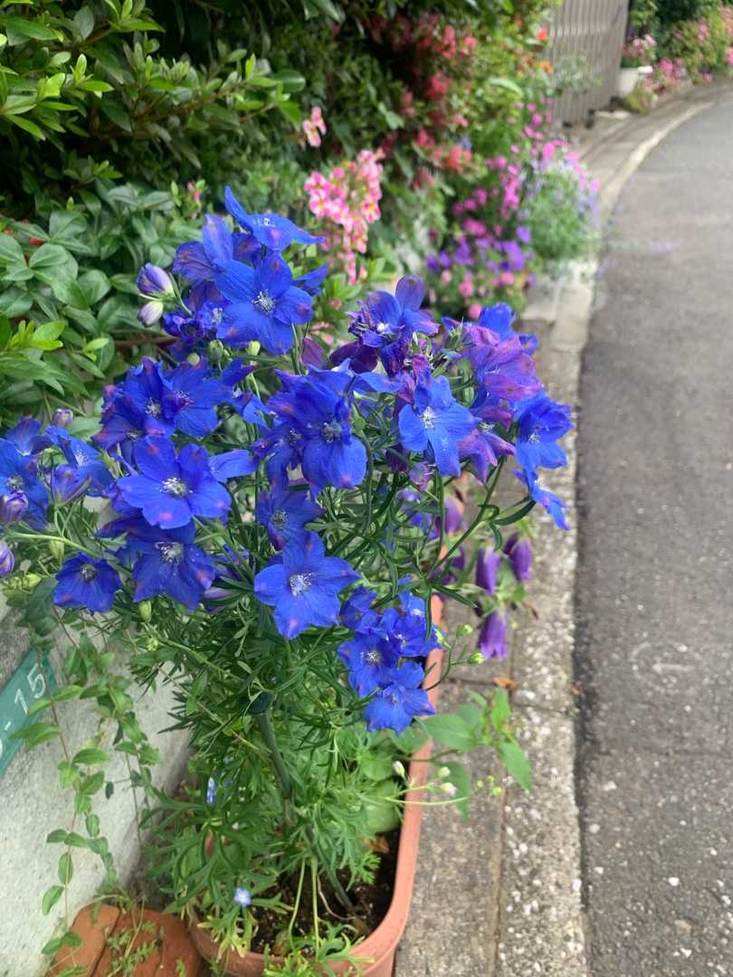 うちの花の撮影 ガザニア ワイヤープランツ デルフィニウム サフィニア アート ももいろハート ネモフィラ 青花蛍袋 アジュガ バーガンディグロー カリブラコア キャンディショップ エレモフィア ニベア Music Land 私の庭の花たち 楽天ブログ