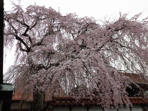 16.03.31桜８.JPG