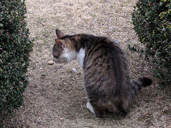 我が家のニャンコ♪2015/3/9-2