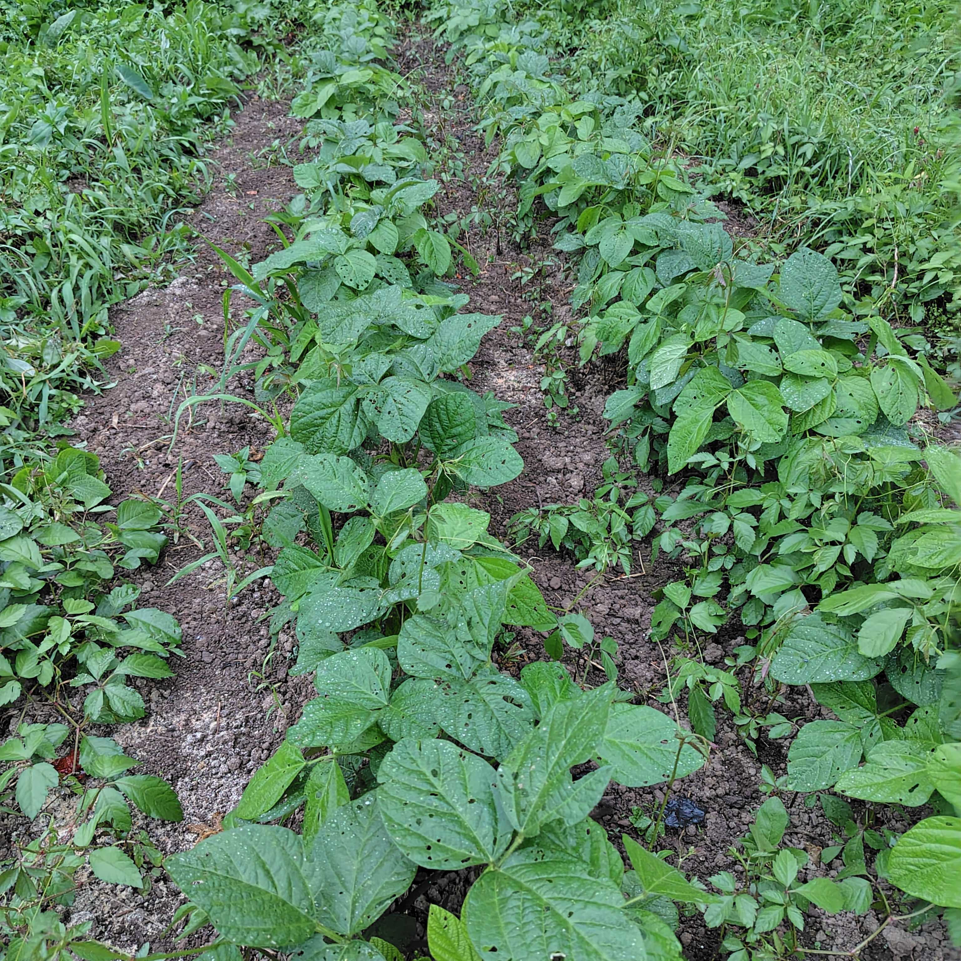 ずぼら半農半リフレ