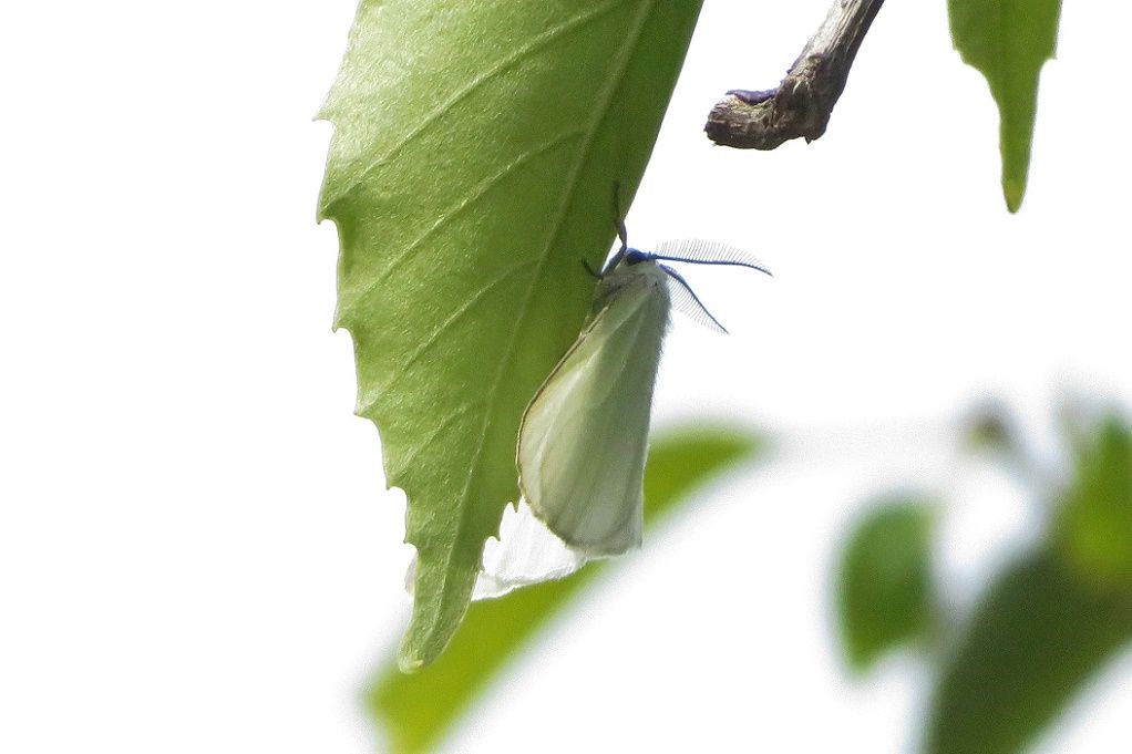 57ページ目の記事一覧 大分金太郎の花鳥蝶月 楽天ブログ