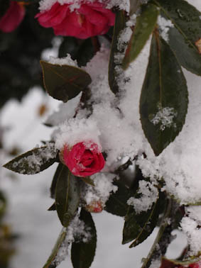 P1031235-2.jpg