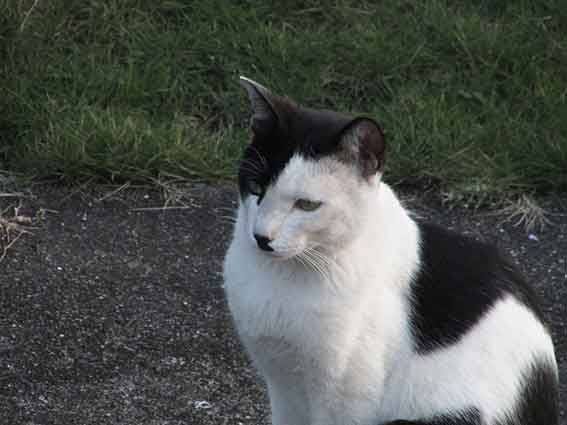 我が家のニャンコ♪2015/9/30-3