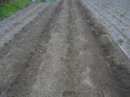 2年子　植え付け2012 2