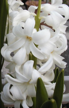 白いヒヤシンス満開