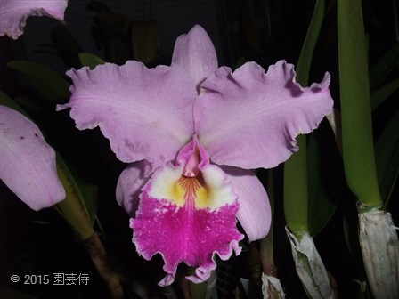 C. warscewiczii 20150620