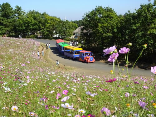 花の丘のコスモス