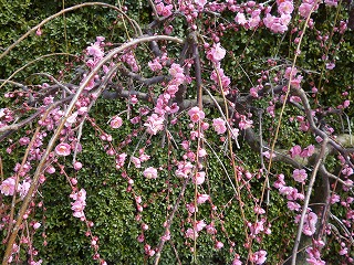 P1310124ss.jpg