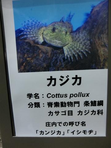 鶴岡市立加茂水族館 クラゲドリーム館 １５ ５０ タカハヤ ギギ オイカワ トモロコの説明 どこへ行こうかmyブログ 楽天ブログ