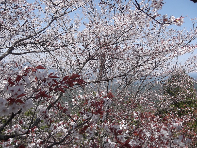 DSCF1522.jpg