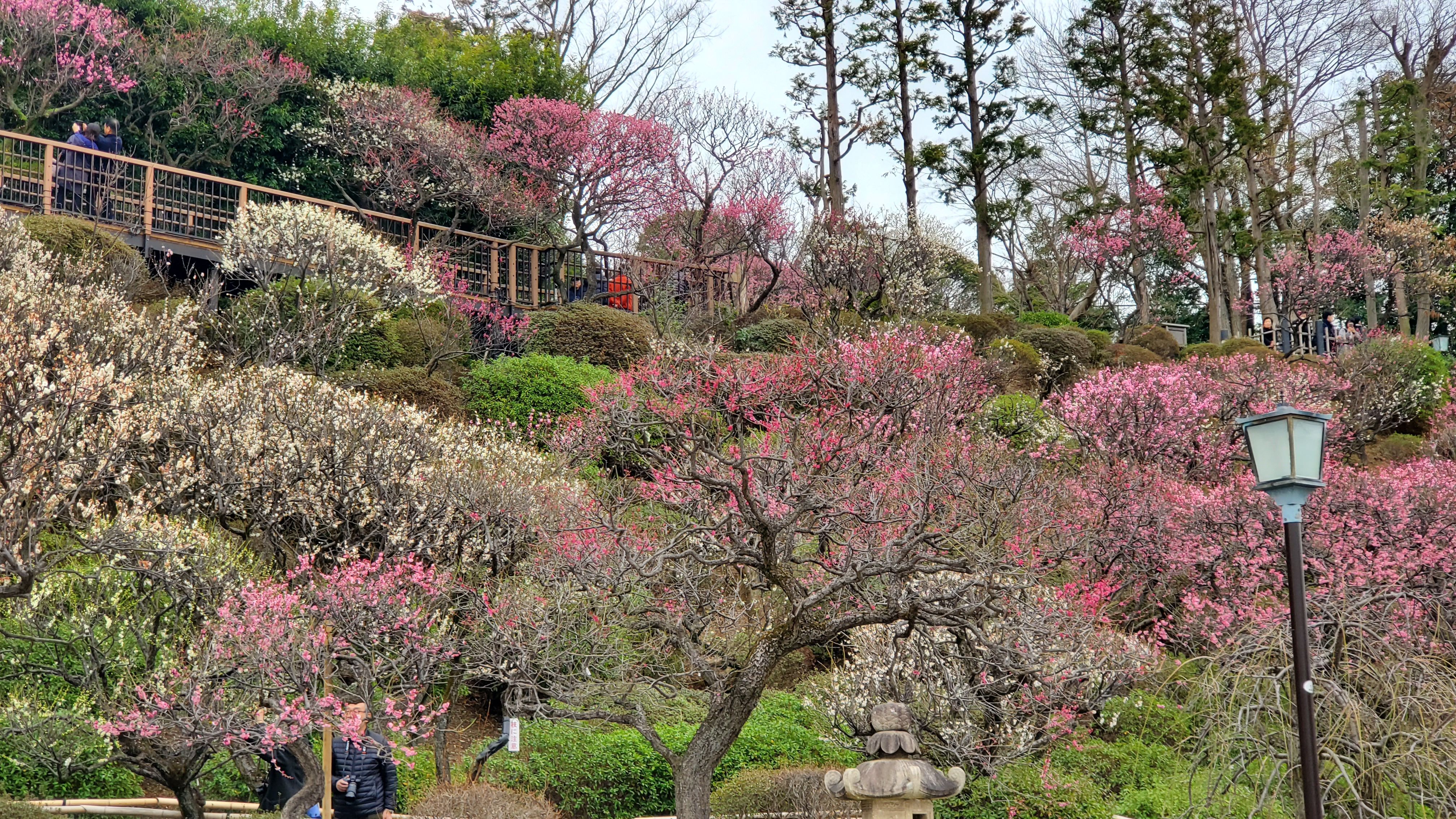 池上 梅園