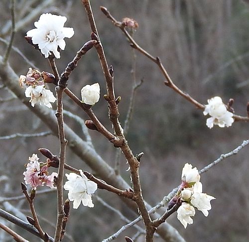 今日のサクラ 1月5日 二代目館長日記 楽天ブログ