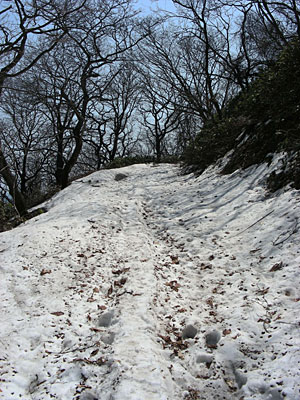 函館山　旧登山道（五合目辺り；上りに使ったルート）　2012年4月