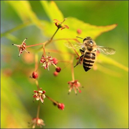 イロハモミジの花 4 18 Shige Happy の 気まぐれ写真日記 楽天ブログ