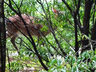 20160601 縄文杉17