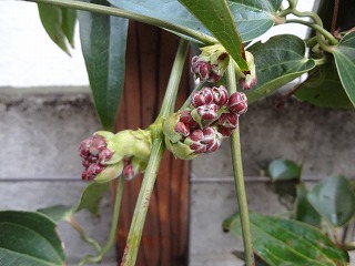 DSC00194.jpg