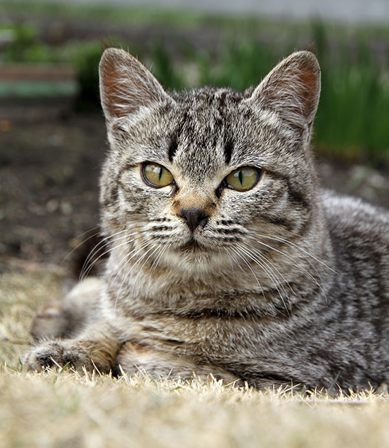 我が家のニャンコ♪2015/3/16-2