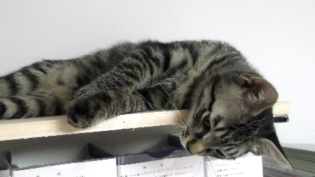 すずひめ　10月16日　最上段　.jpg