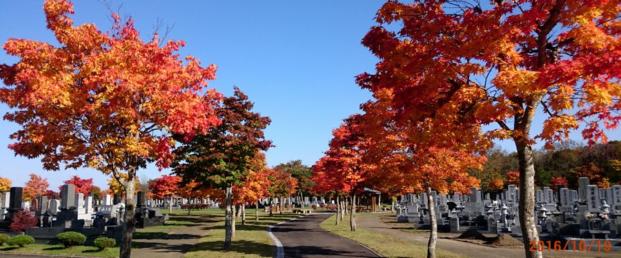 １０／１９霊園の紅葉.jpg