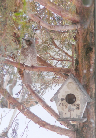 2017-03-09bird (2).JPG