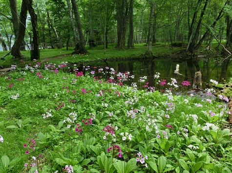 千手ケ浜クリンソウ