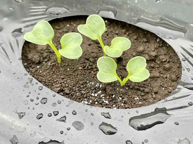 植木屋の三代目をやってます村野園のブログです。