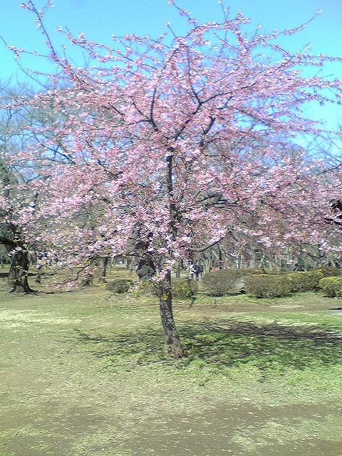 代々木公園0321